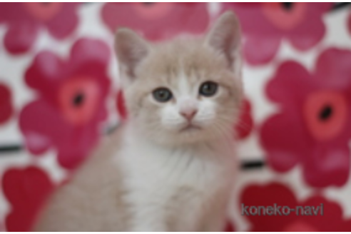 成約済の東京都のマンチカン-70303の1枚目